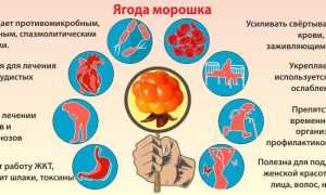 Ягода Морошка — где растёт и чем полезна царица севера в природе
