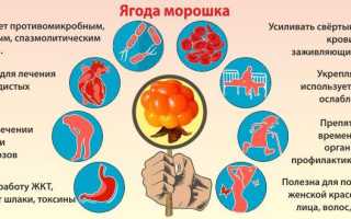 Ягода Морошка — где растёт и чем полезна царица севера в природе