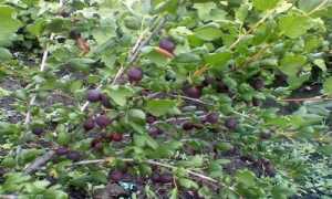 Необычный черный крыжовник Черномор: особенности и преимущества
