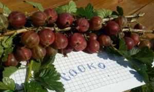 Молодой сорта красного крыжовника — Садко для вашего сада