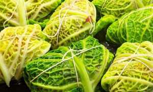 Савойская капуста — полезные свойства, лучшие сорта, вкус и применение в кулинарии