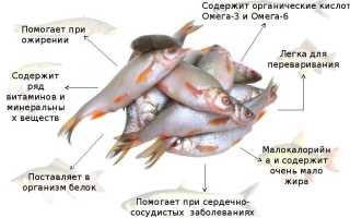 Особенности холодного и горячего копчения белой рыбы
