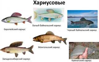 В чём особенности хариуса и как его коптить