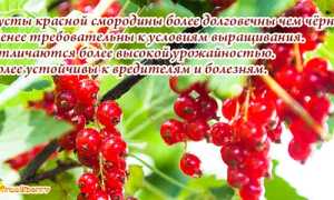 Польза красной смородины для организма человека, описание и калорийность ягод, полезные свойства