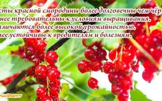 Польза красной смородины для организма человека, описание и калорийность ягод, полезные свойства