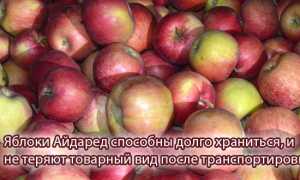 Яблоки Айдаред — описание сорта и особенности выращивания для садоводов