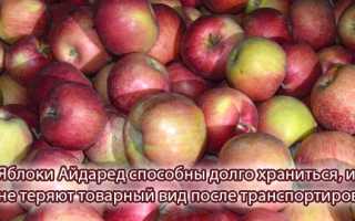 Яблоки Айдаред — описание сорта и особенности выращивания для садоводов