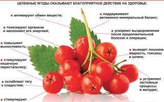 Что нужно знать о сушёной калине: польза и вред, технологии высушивания, хранение