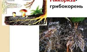 Чем полезна подкормка голубики микоризой для здоровья растений?