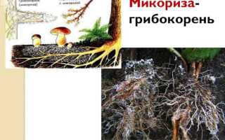 Чем полезна подкормка голубики микоризой для здоровья растений?