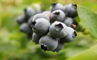 Vaccinium Corymbosum Toro или Голубика Торо: особенности и преимущества