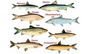Как коптить муксуна горячим и холодным способами