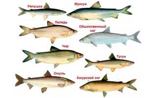 Как коптить муксуна горячим и холодным способами