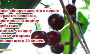 Вишня это ягода или фрукт, польза и вред для здоровья: все аспекты
