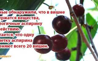 Вишня это ягода или фрукт, польза и вред для здоровья: все аспекты