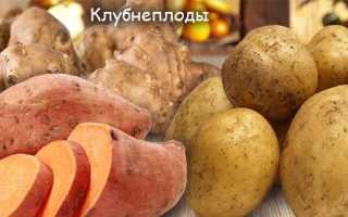 Овощи — список, фото и полезные советы
