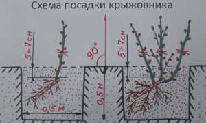 Залог высокой урожайности и отличного вкуса плодов, или где нужно сажать крыжовник для успешного роста?