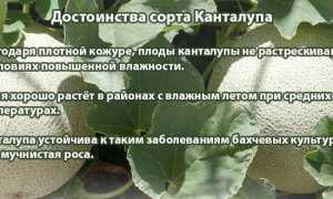 Дыня Канталупа (Мускусная) — что это за сорт, описание и выращивание, полезные советы