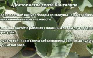 Дыня Канталупа (Мускусная) — что это за сорт, описание и выращивание, полезные советы