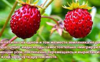 Земляника лесная — лечебные свойства ягод и листьев для здоровья