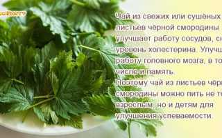Лист черной смородины: лечебные свойства, как применять и употреблять для здоровья