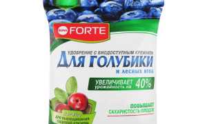 Особенности и правила использования удобрения для голубики Бона Форте (Bona Forte) в садоводстве