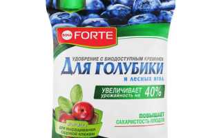 Особенности и правила использования удобрения для голубики Бона Форте (Bona Forte) в садоводстве