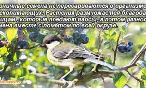 Ягода черника — полезные свойства и противопоказания для здоровья