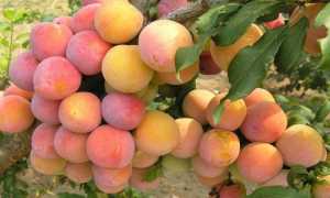 Миниатюрная и вкусная иволистная китайская слива Супериор для вашего сада