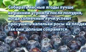Голубика и черника: в чем разница, какая ягода полезнее для здоровья