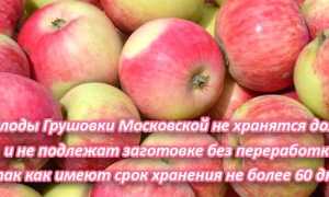 Яблоня Грушовка Московская — описание сорта и его разновидности, посадка и уход для садоводов