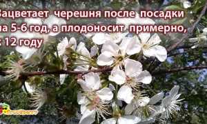Черешня это ягода или фрукт, чем она полезна для здоровья и как её употреблять