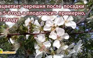 Черешня это ягода или фрукт, чем она полезна для здоровья и как её употреблять