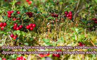 Ягода брусника — лечебные свойства и противопоказания для здоровья