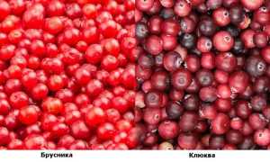 Клюква и брусника — чем отличаются, какая ягода полезнее для здоровья