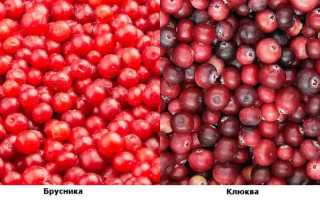 Клюква и брусника — чем отличаются, какая ягода полезнее для здоровья