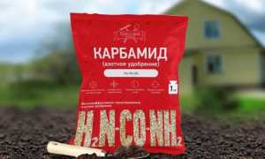 Важный вопрос: можно ли подкормить голубику мочевиной весной и в другие сезоны для лучшего урожая?