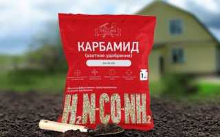 Важный вопрос: можно ли подкормить голубику мочевиной весной и в другие сезоны для лучшего урожая?