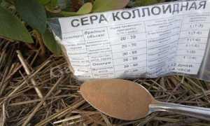 Что такое коллоидная сера, и как правильно применять для голубики в садоводстве?