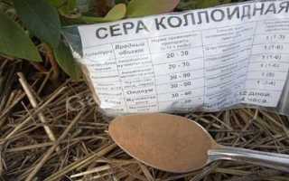 Что такое коллоидная сера, и как правильно применять для голубики в садоводстве?