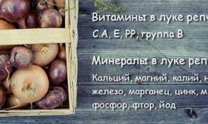 Чем полезен лук репчатый, витаминный состав и кому противопоказан лук репка для здоровья