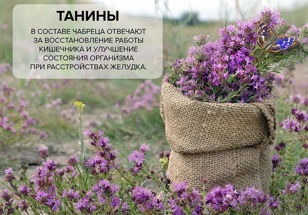 Танины в чабреце