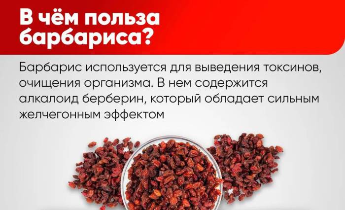 Барбарис и польза