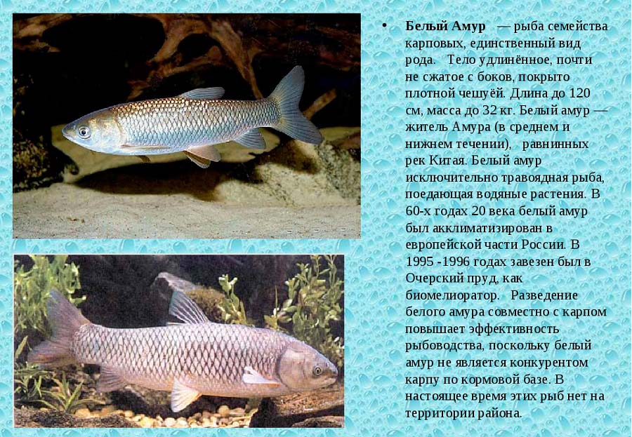 Белый амур