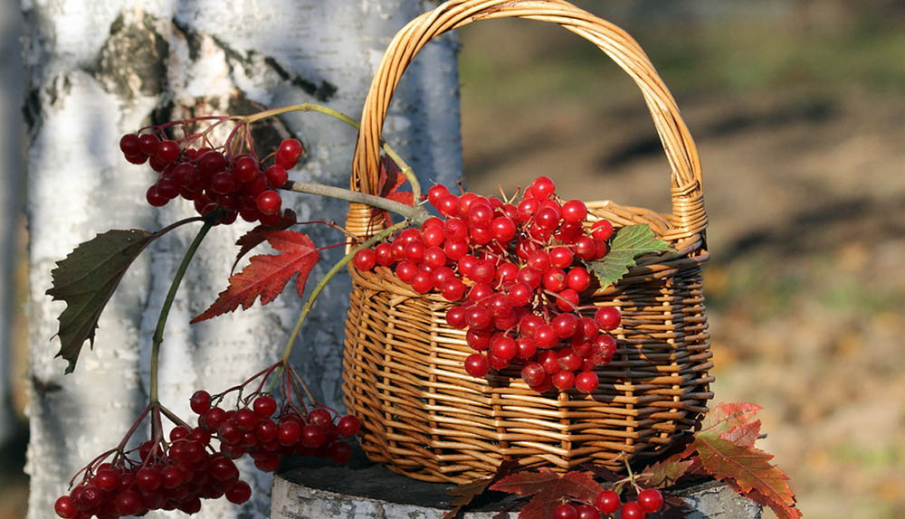 Калина для сушки