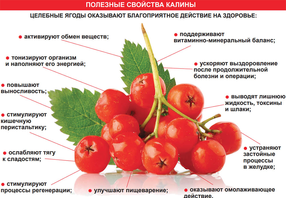 Калина и польза