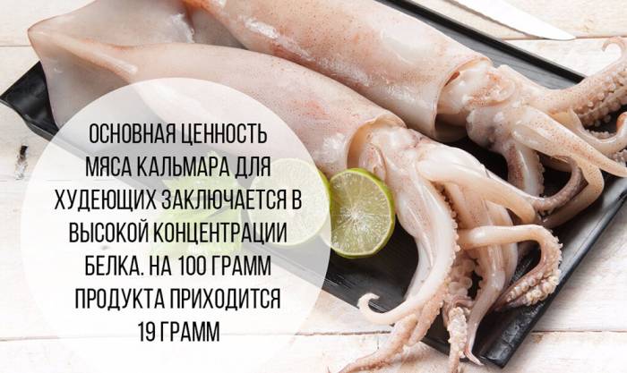 Кальмар и белок