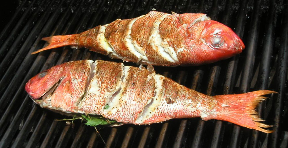 Морской окунь