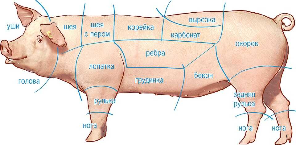 Названия частей тела свиньи