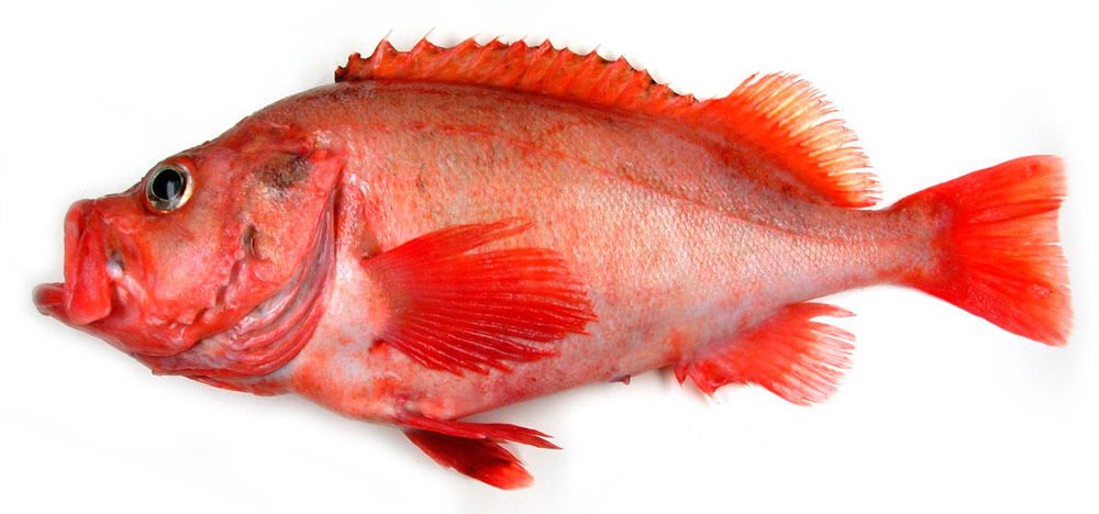 Морской окунь